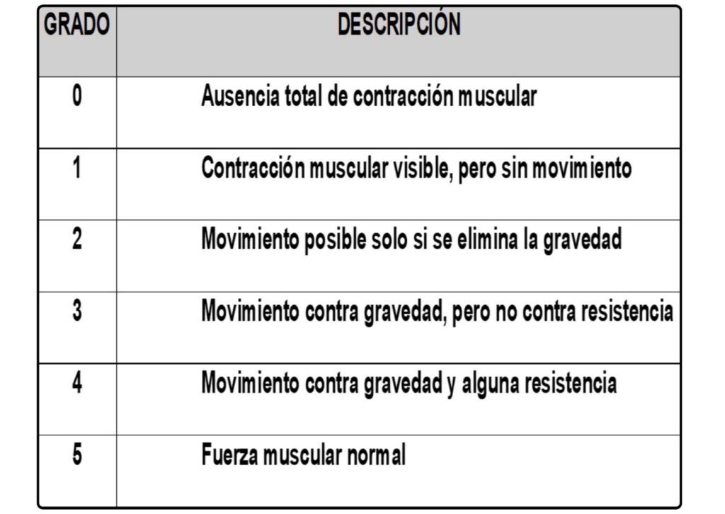 FUERZA MUSCULAR