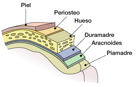 Meninges