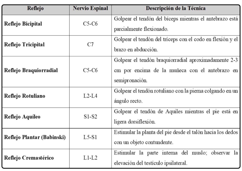 NERVIO ESPINAL