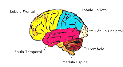 anatomia-cerebro