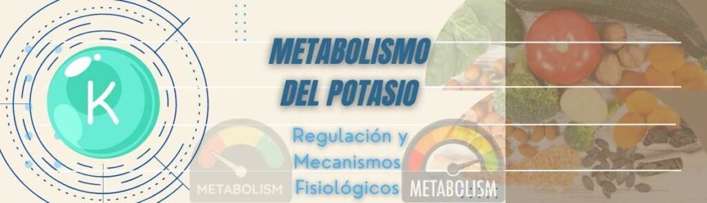 metabolismo del potasio regulación y mecanismos fisiológicos