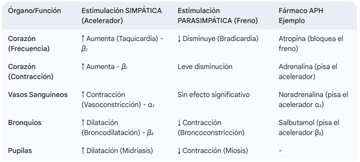 Tabla síntesis del Sistema Nervioso Autónomo Tabla síntesis del Sistema Nervioso Autónomo